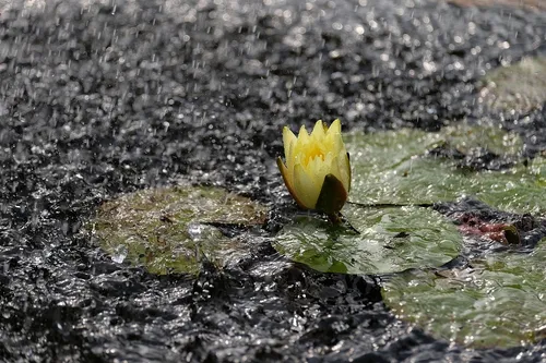 Дождь Картинки желтый цветок в воде