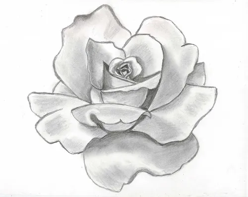 Для Срисовывания Картинки роза крупным планом