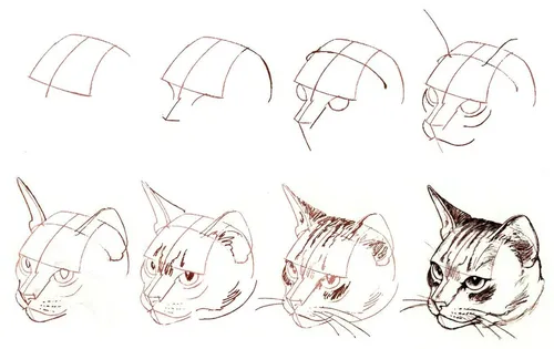 Для Срисовывания Картинки рисунок кошки