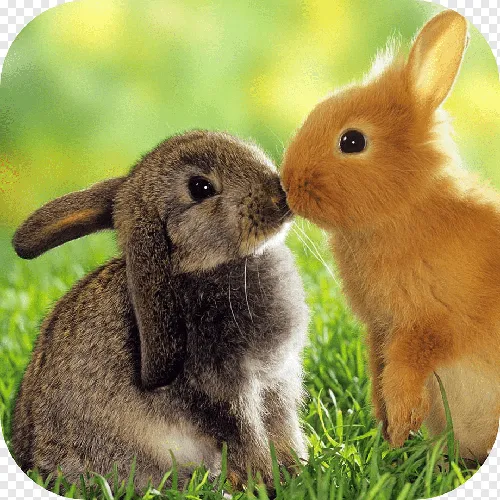 Зайчиков Картинки пара кроликов