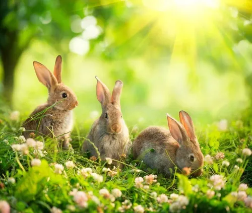 Зайчиков Картинки группа кроликов в травянистой местности