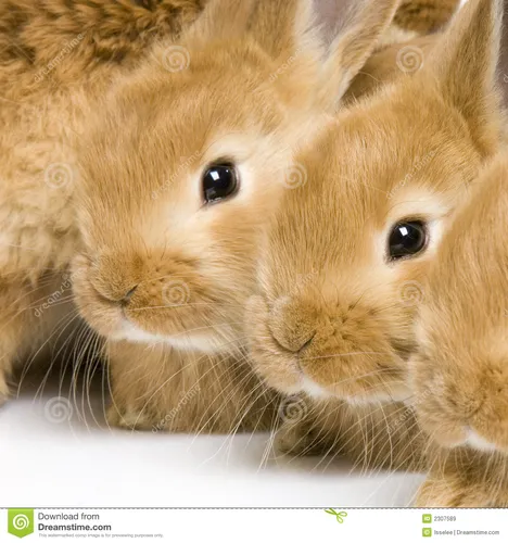 Зайчиков Картинки пара коричневых кроликов