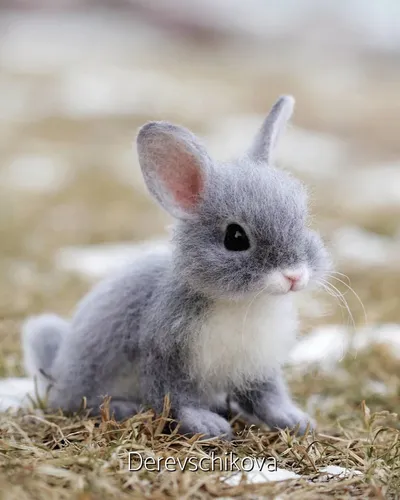 Зайчиков Картинки кролик сидит на сене