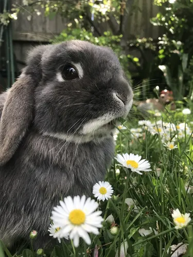 Зайчиков Картинки кролик в поле цветов