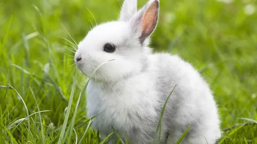 Зайчиков Картинки белый кролик в траве