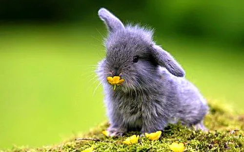 Зайчиков Картинки маленький кролик ест желтый цветок