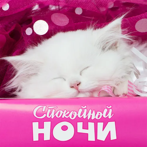 Спокойной Ночи Мужчине Картинки кошка спит на одеяле