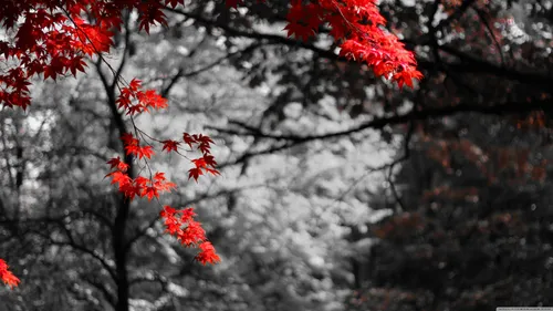 Серого Цвета Обои на телефон дерево с красными листьями