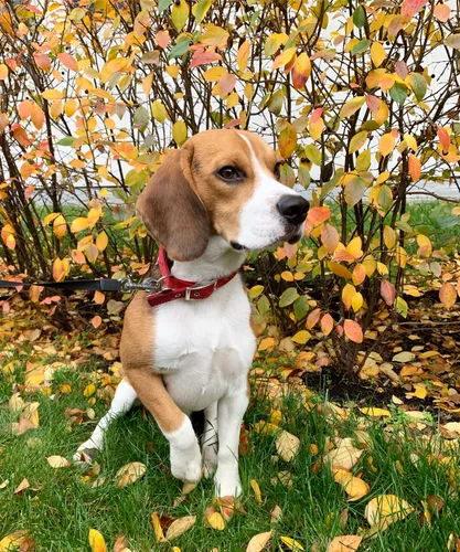 Бигль Фото собака сидит в куче листьев