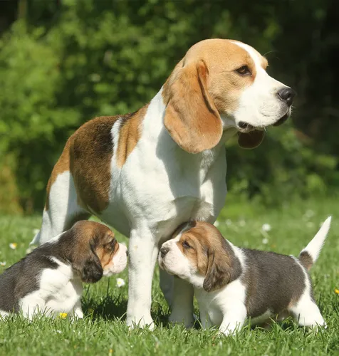 Бигль Фото собака и два щенка