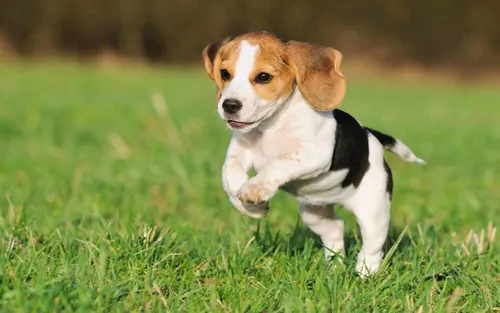 Бигль Фото собака бежит по траве