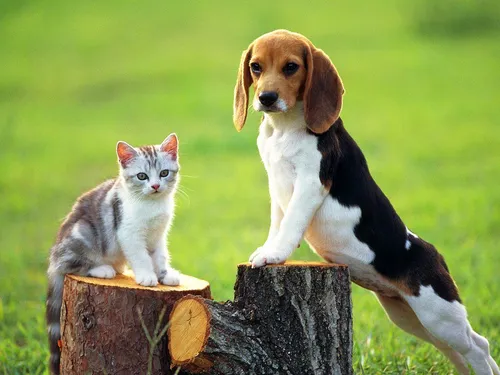 Бигль Фото собака и кошка на пне