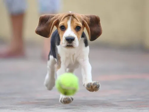 Бигль Фото собака с теннисным мячом
