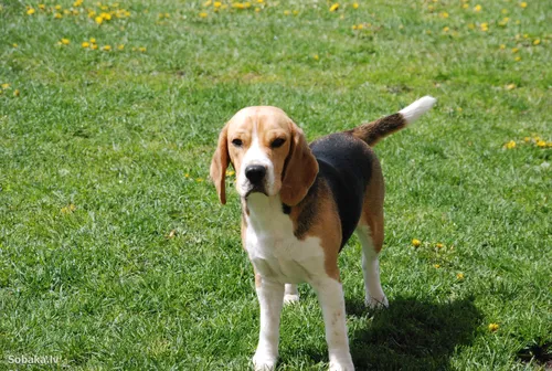 Бигль Фото собака, стоящая на травянистой местности