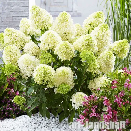 Гортензия Фото большой куст белых цветов