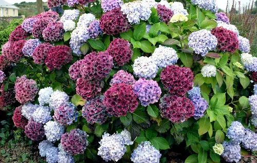 Гортензия Фото куст фиолетовых и белых цветов