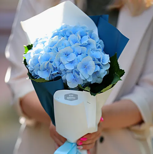 Гортензия Фото человек с букетом синих цветов
