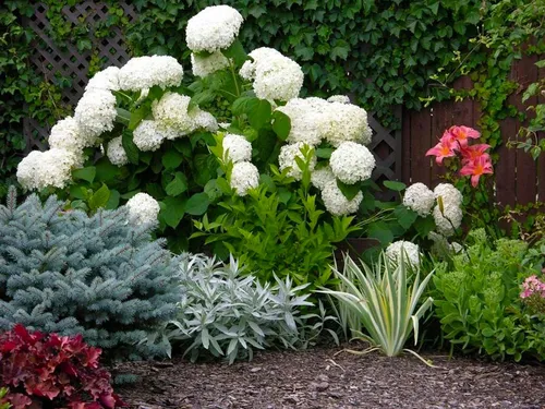 Гортензия Фото сад с белыми цветами