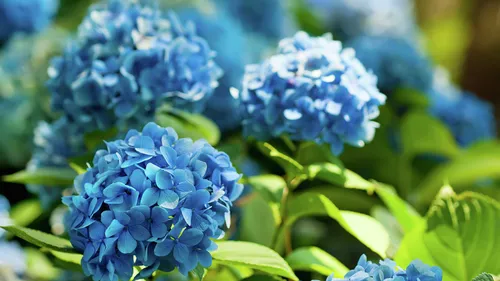 Гортензия Фото группа синих цветов