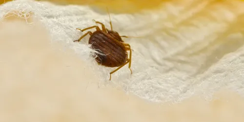 Клопы Фото коричневое насекомое на белой поверхности