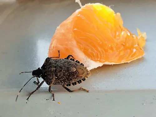 Клопы Фото жук ест дольку апельсина