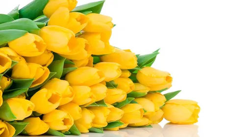 Белые Тюльпаны Обои на телефон букет желтых цветов