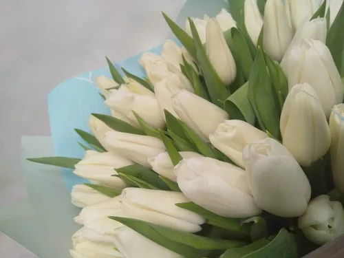 Белые Тюльпаны Обои на телефон букет белых цветов