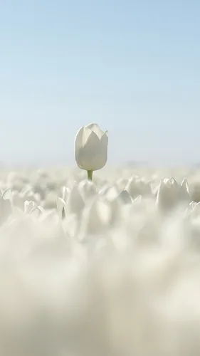 Белые Тюльпаны Обои на телефон белый цветок посреди поля белых облаков