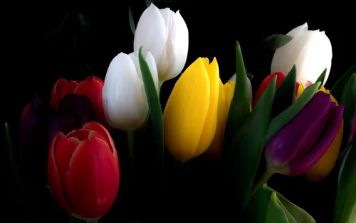 Белые Тюльпаны Обои на телефон группа разноцветных цветов