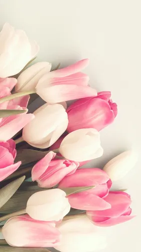 Белые Тюльпаны Обои на телефон группа розовых цветов
