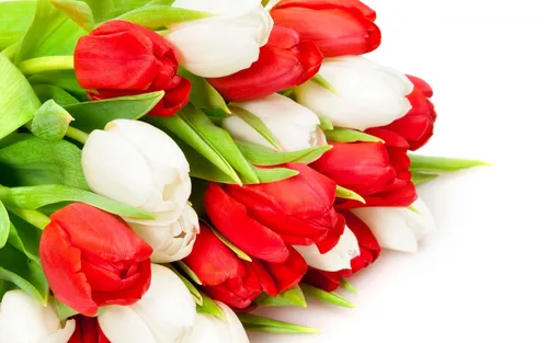 Белые Тюльпаны Обои на телефон группа красных и белых цветов