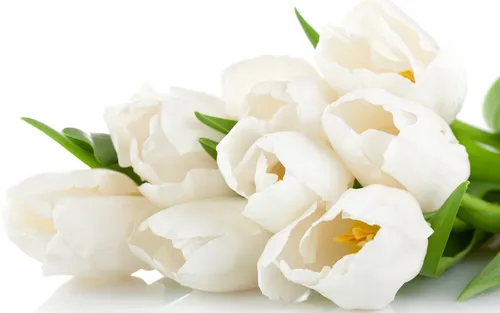 Белые Тюльпаны Обои на телефон бесплатные картинки