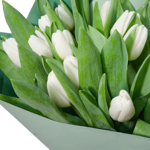 Белые Тюльпаны Обои на телефон белый цветок с зелеными листьями