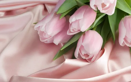 Белые Тюльпаны Обои на телефон розовый цветок крупным планом