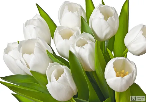 Белые Тюльпаны Обои на телефон арт