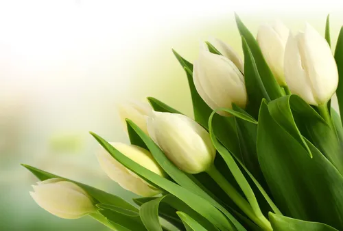 Белые Тюльпаны Обои на телефон изображение
