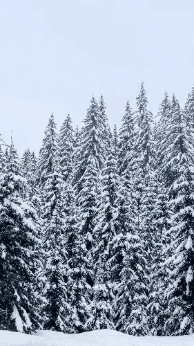 Идеальные Обои на телефон группа деревьев, покрытых снегом