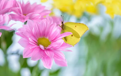 Крутые Цветы Обои на телефон бабочка на цветке