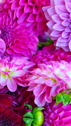 Крутые Цветы Обои на телефон группа розовых цветов