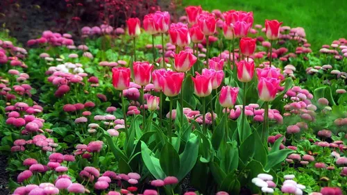 Тюльпаны Фото поле розовых цветов