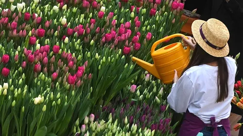 Тюльпаны Фото девушка поливает цветы