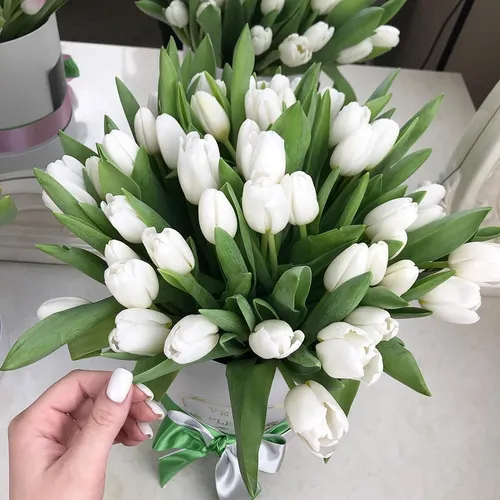Тюльпаны Фото рука, держащая белый цветок