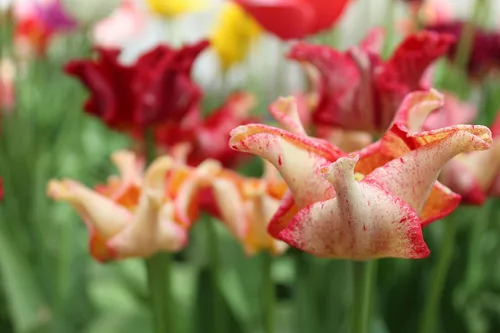 Тюльпаны Фото крупный план цветка
