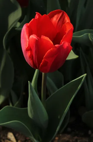 Тюльпаны Фото красный цветок с зелеными листьями