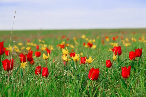 Тюльпаны Фото поле красных цветов