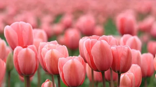 Тюльпаны Фото группа розовых цветов