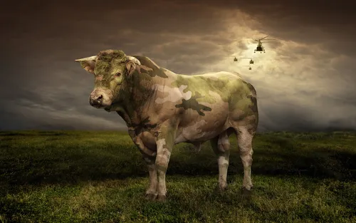 Бык Обои на телефон корова, стоящая в поле