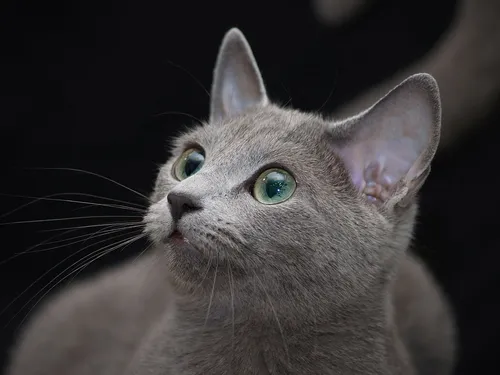 Кошек Фото кошка с зелеными глазами