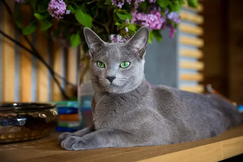 Кошек Фото кошка, сидящая на столе