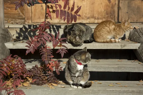 Кошек Фото кошки сидят на скамейке